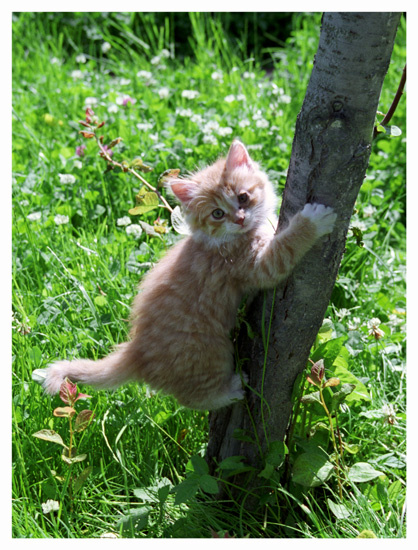 про  малыша котю... 