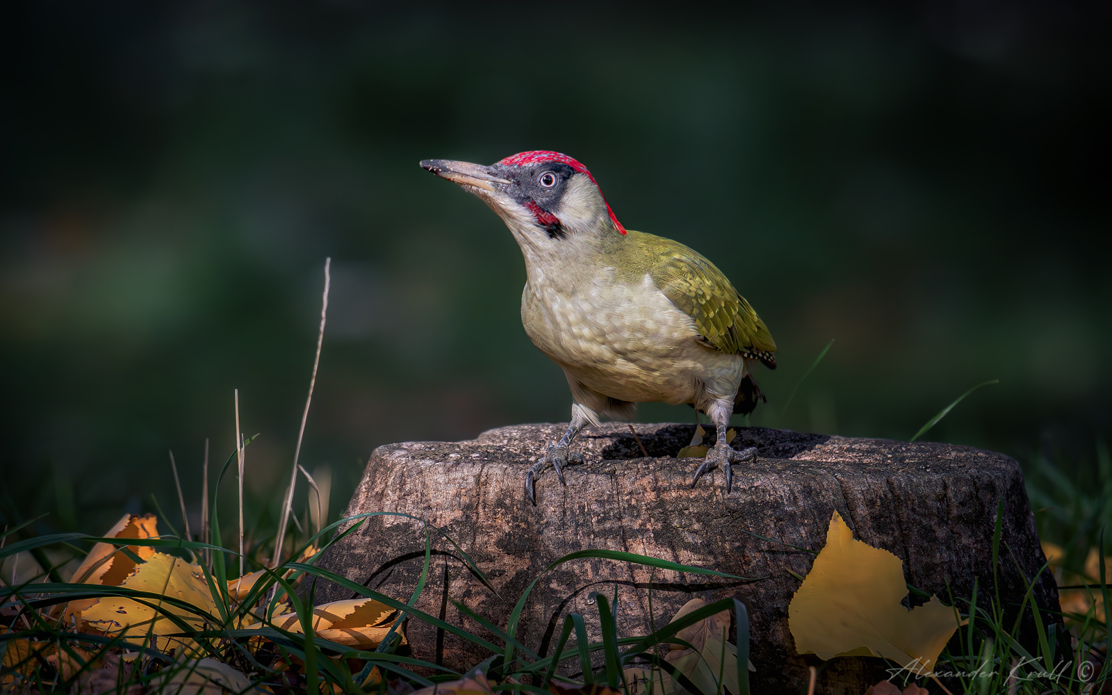 На пеньке дятел зеленый picus viridis
