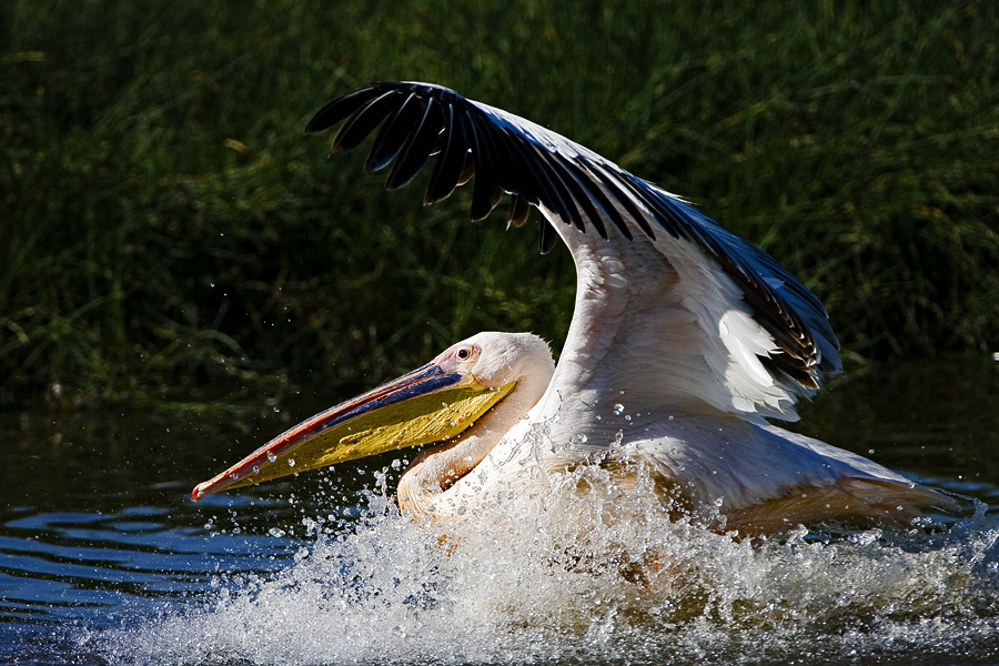 Профессиональное приводнение Розовый пеликан - Pelecanus onocrotalus брызги