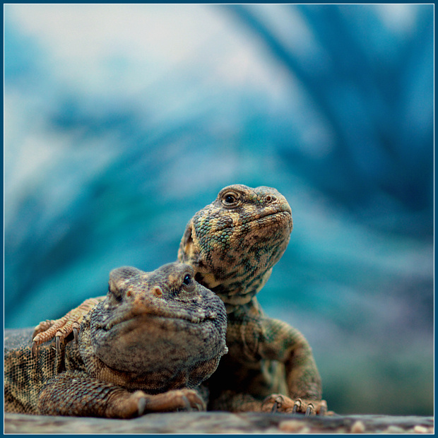 Со мной не пропадешь! украшенный шипохвост Uromastyx ornatus африканский шипохвост Uromastyx acanthinurus