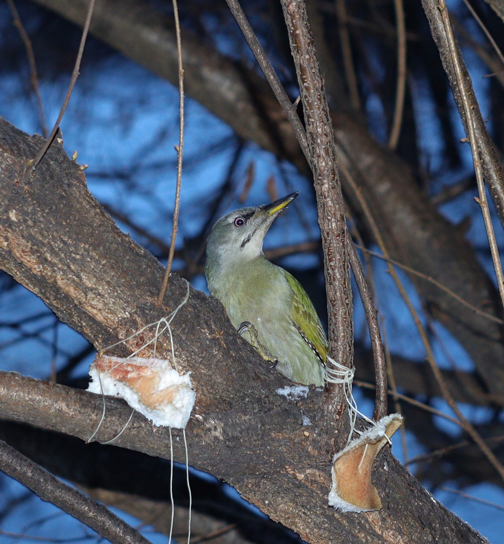 Самка седоголового дятла (Picus canus). 