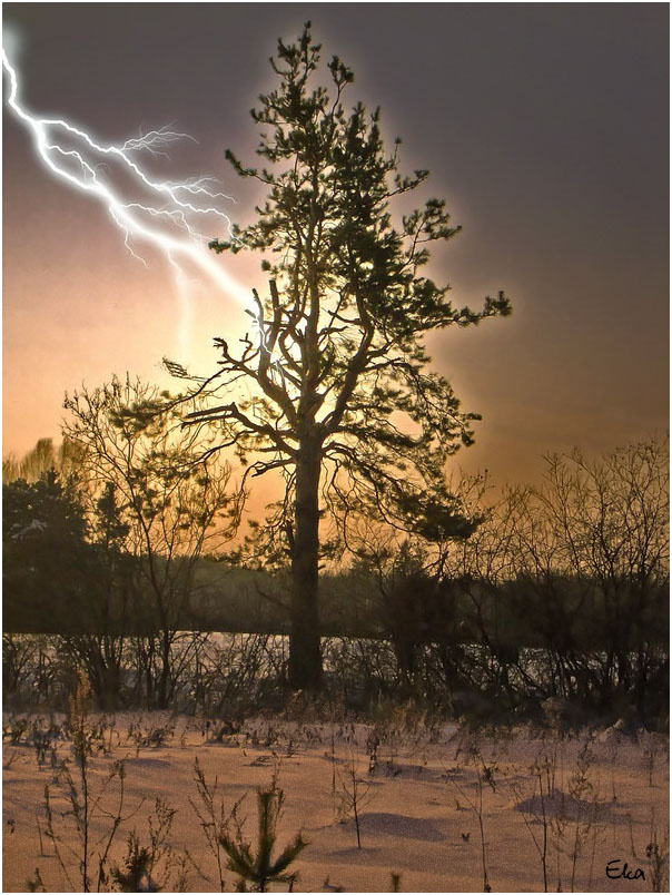 Lightning дерево молния