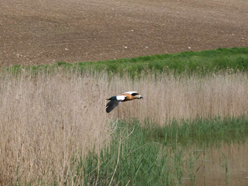 Duck 
