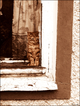 домашний уют кот, окно, рыжий, кошки, грусть