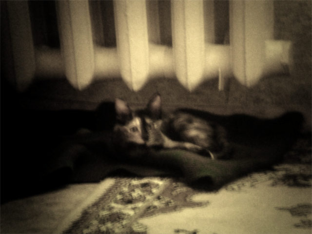 katt#2 кошка katt