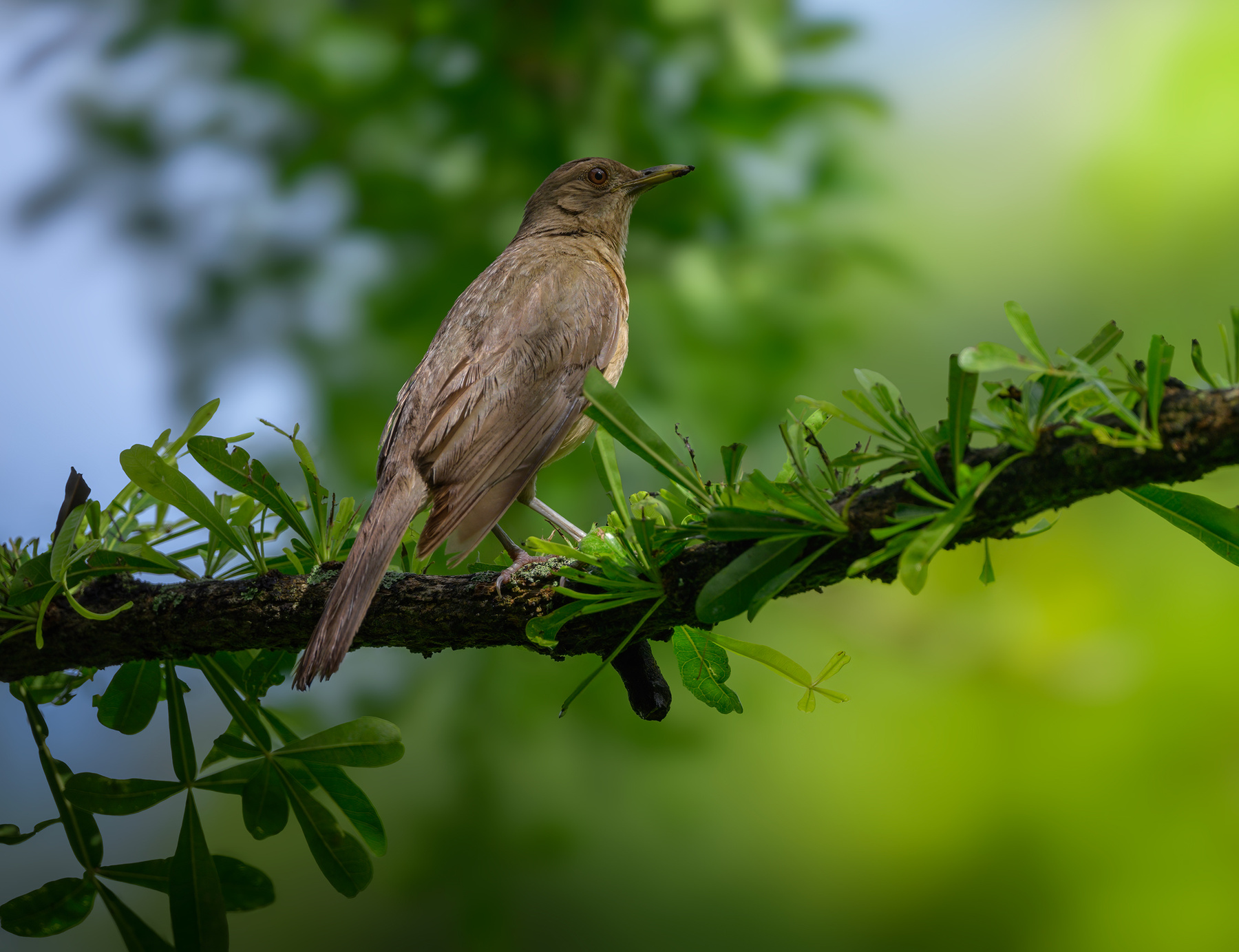 Clay-colored Thrush 