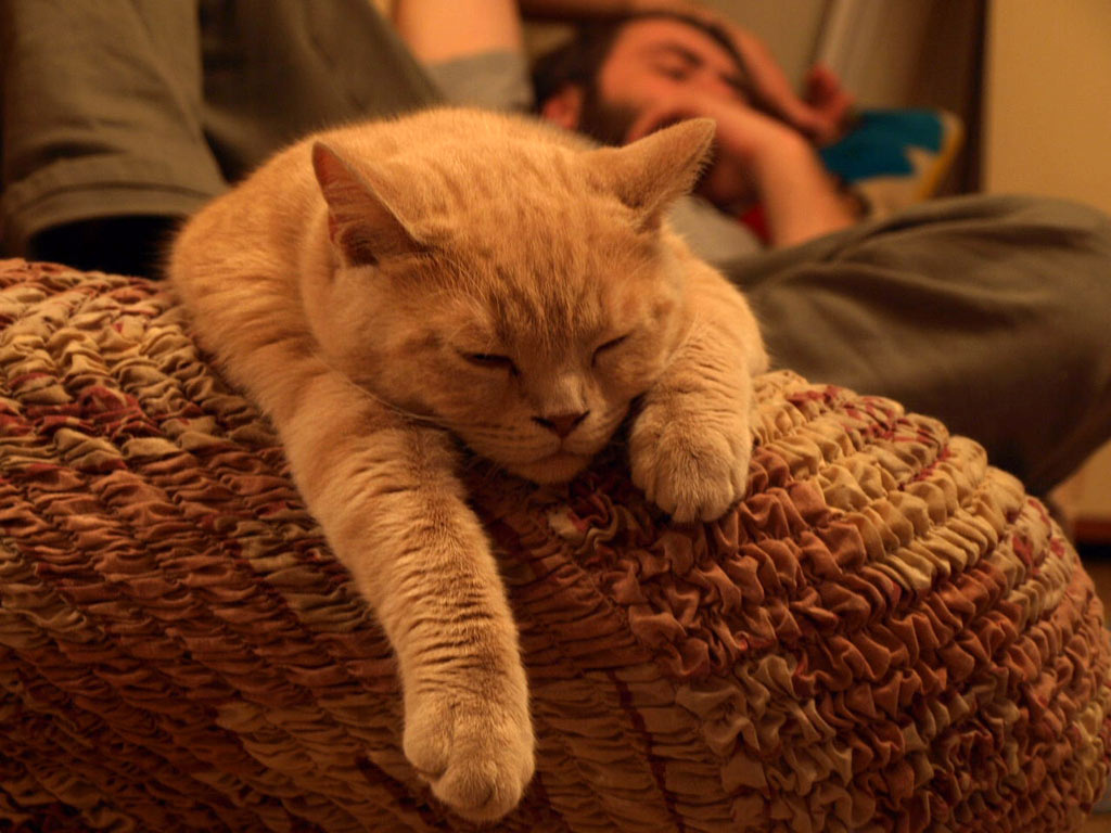 *** мой любимый котик
