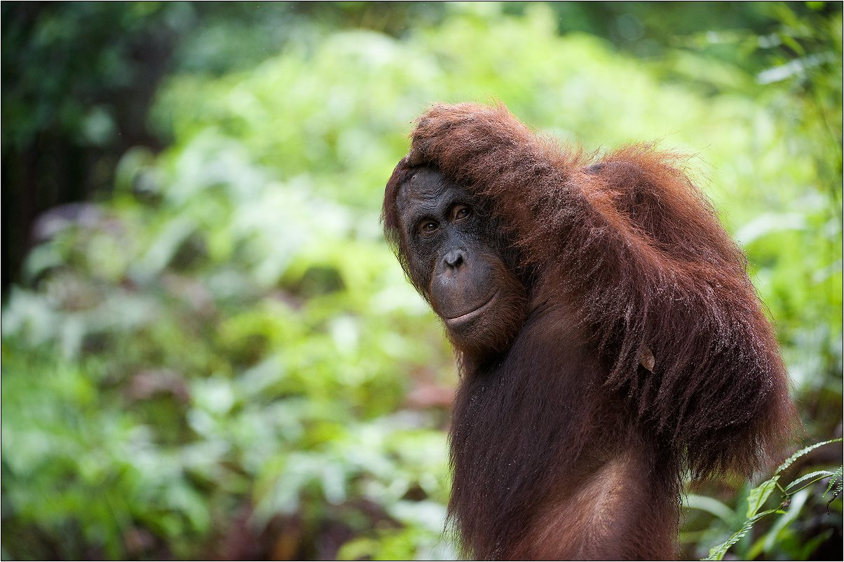 ******12 орангутан индонезия Pongo pygmaeus pygmaeus Indonesia orangutan ветки джунгли калимантан борнео