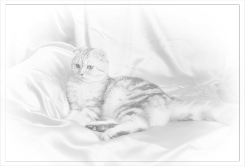 Снежная королева кошки вислоухие