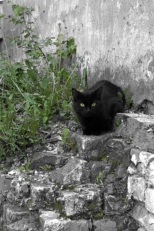 И на камнях растут... коты! кот