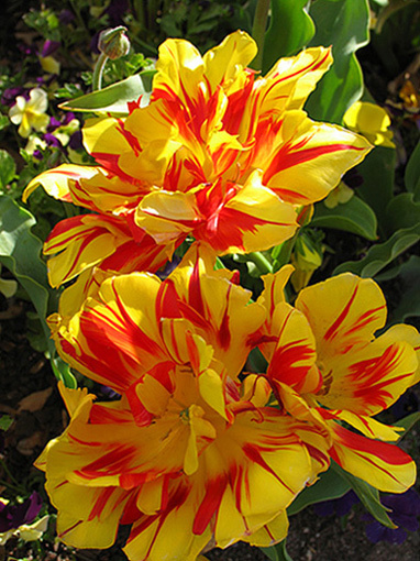 Floriade-2 Цветы, выставки, флориада, тюльпаны.