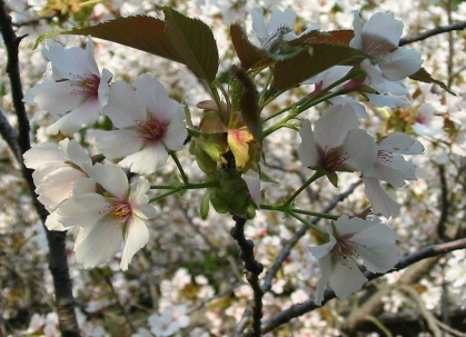 Vishnia iagodki