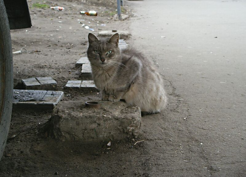 Удобненько. кошка, сидит, на, улице