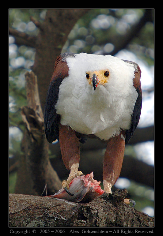 Орлан-крикун трапезничает. Африка, Кения, озеро-Баринго, African-Fish-Eagle (Haliaeetus-vocifer), Август-2006, Фото-Сафари, Мастер-Класс, с, Вадимом-Онищенко