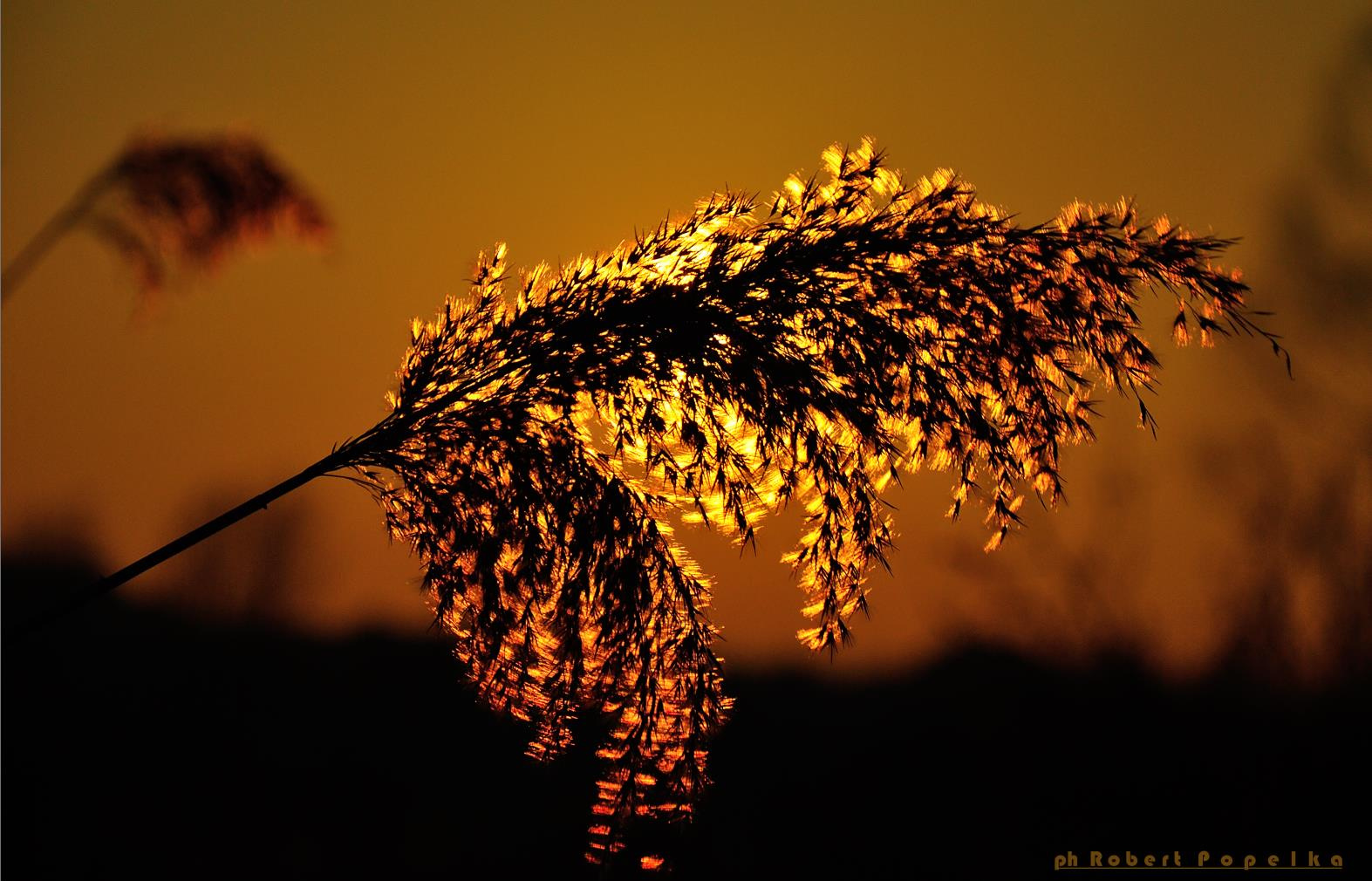 ... trava,solnce