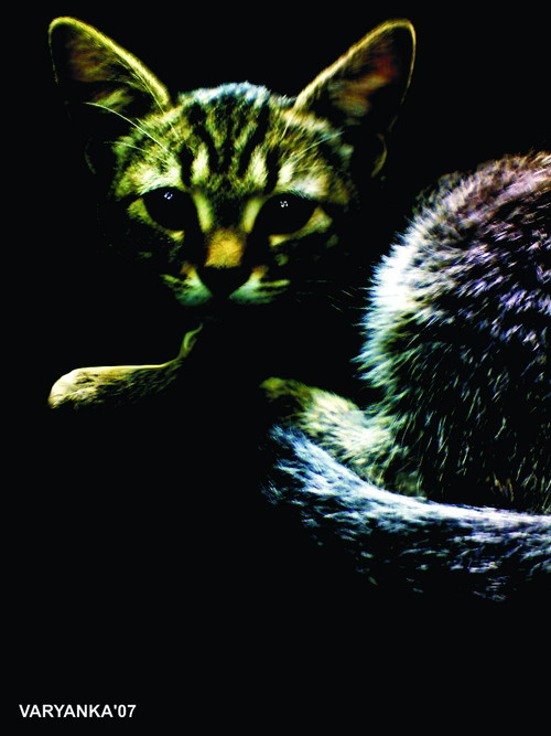 Чеширский кот 