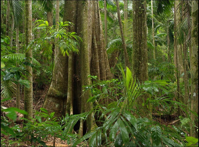 После дождя джунгли rainforest Australia