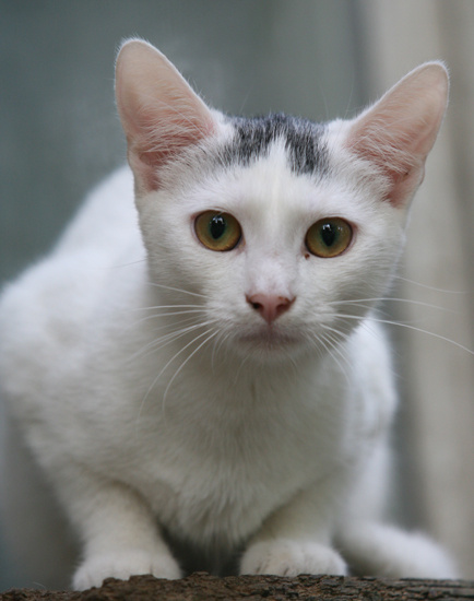 cat кот кошка