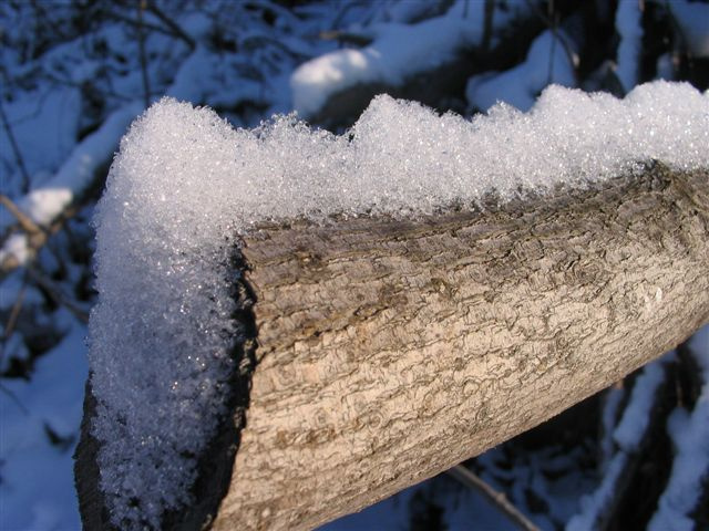 Каждый прутик мечтает быть бревнышком... ветка снег солнце