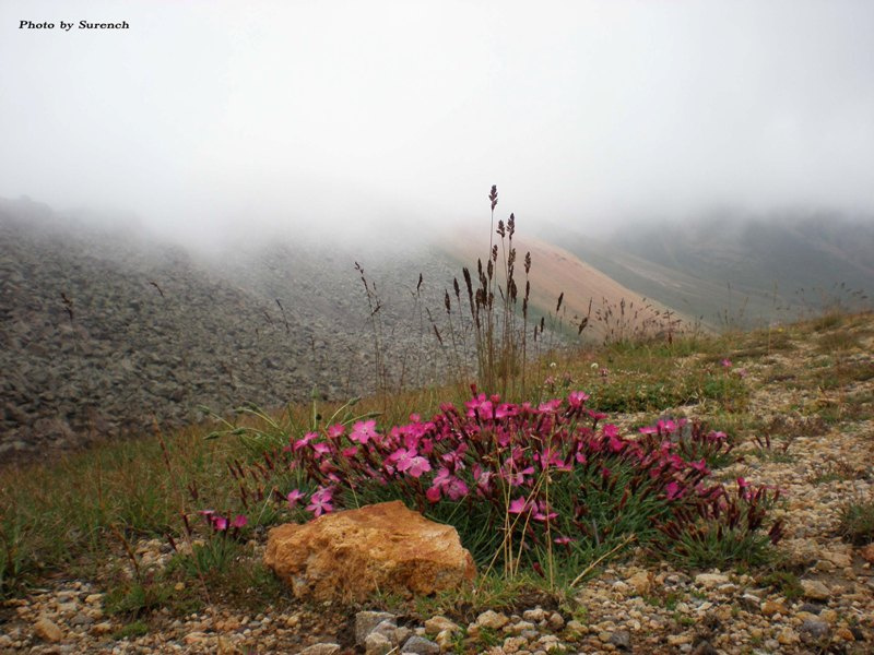 Цветы Угтасара / Flowers of Ughtasar Цветы, Угтасар, Flowers, Ughtasar, Sisian, South, Armenia, Syunik Marz