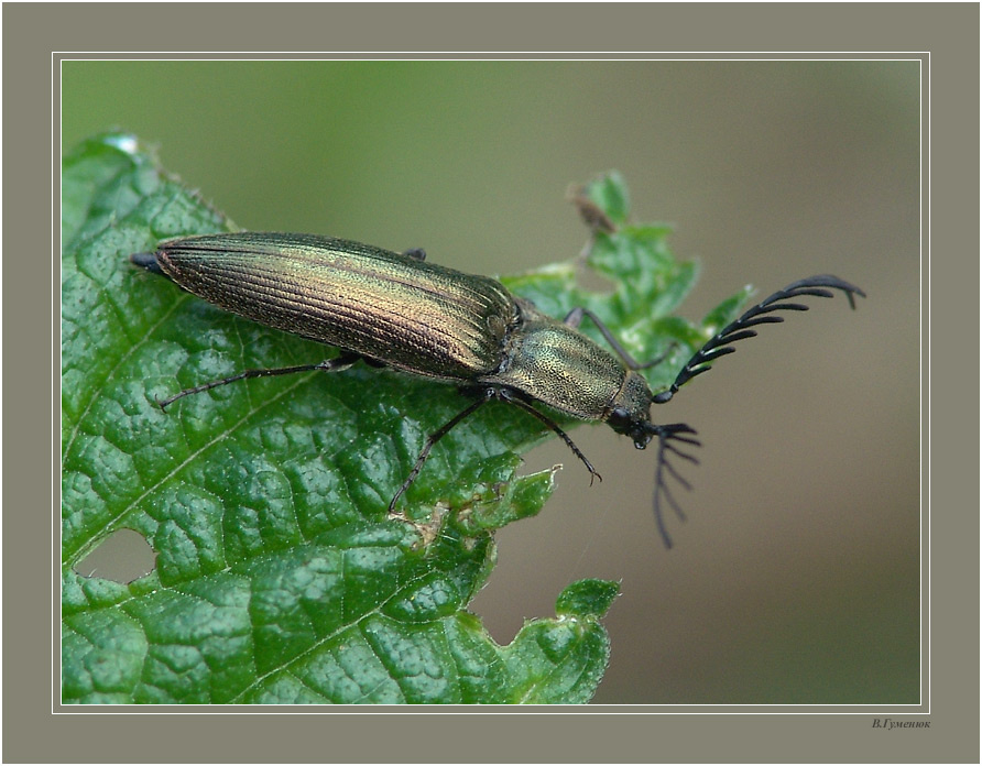 Гребнеусый щелкун жук Гребнеусый щелкун Ctenicera pectinicornis Elateridae