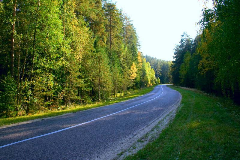 Forest Road forest
