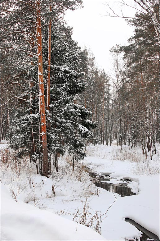 Тихо лес