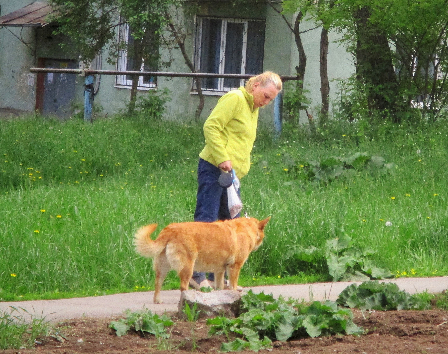 Ну пойдём домой, пожа-а-алуйста. Дама собака улица город лето