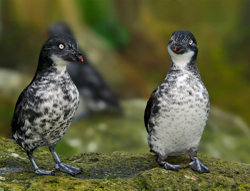 Строгая училка Конюга-крошка, Aethia pusilla, Least Auklet, St. George Island, the Pribilofs, Bering Sea, Alaska