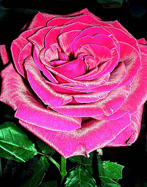 Невинность Роза цветок rose flower