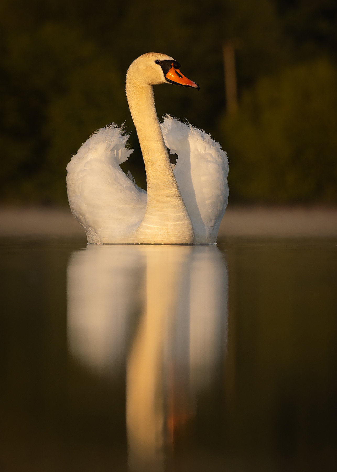Swan 