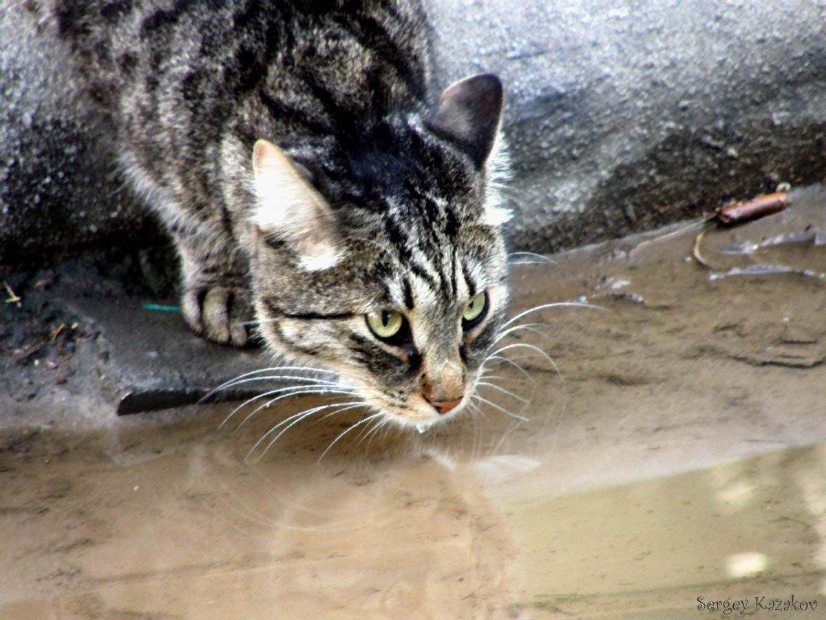 Животная жажда кот кошка глаза вода жажда вгляд дождь