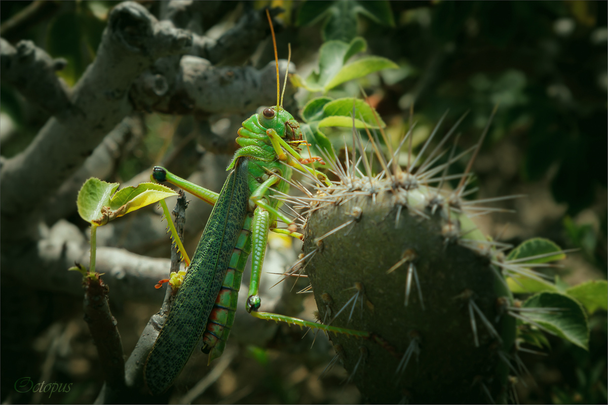 Tropidacris collaris 