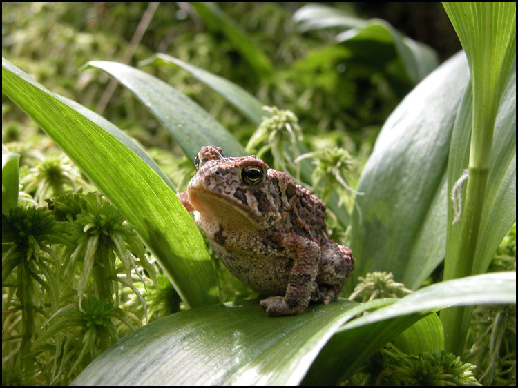 toad toad