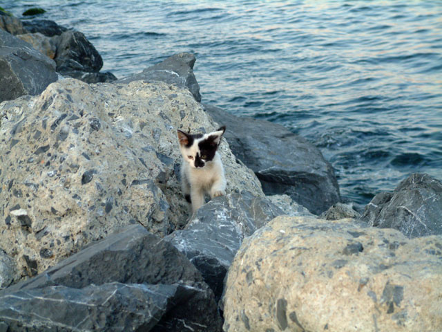 Walking near the sea kot more kamni