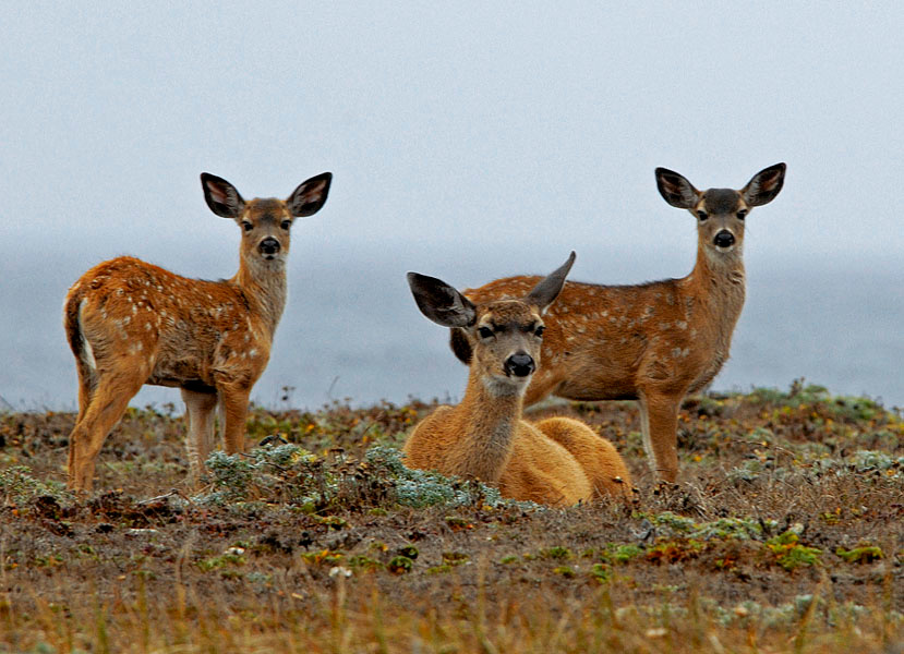 Лопоухие Чернохвостый олень, Odocoileus hemionus, Mule Deer, Bodega Bay area, California