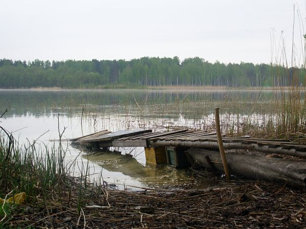 Утро у озера. озеро, вода, берег, туман, камыш, утро