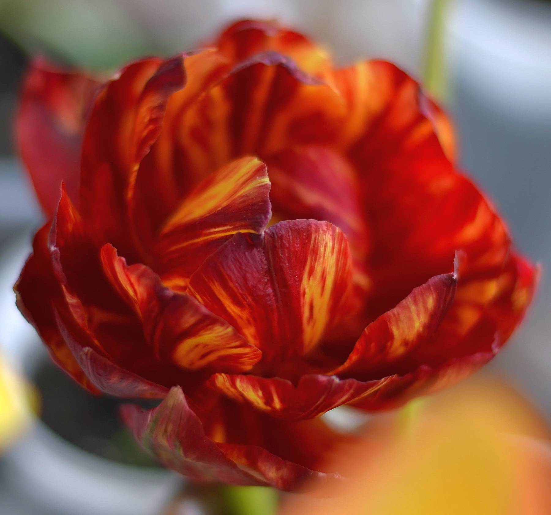 Tulip. тюльпаны, цветы, красное, лето, июнь