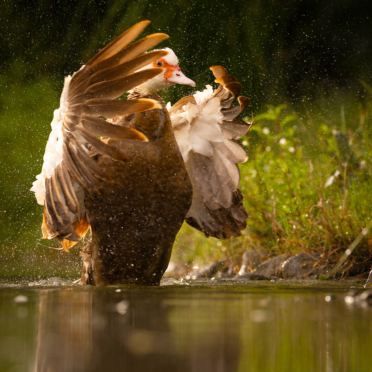 Chinese duck 