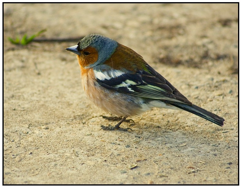 bird 
