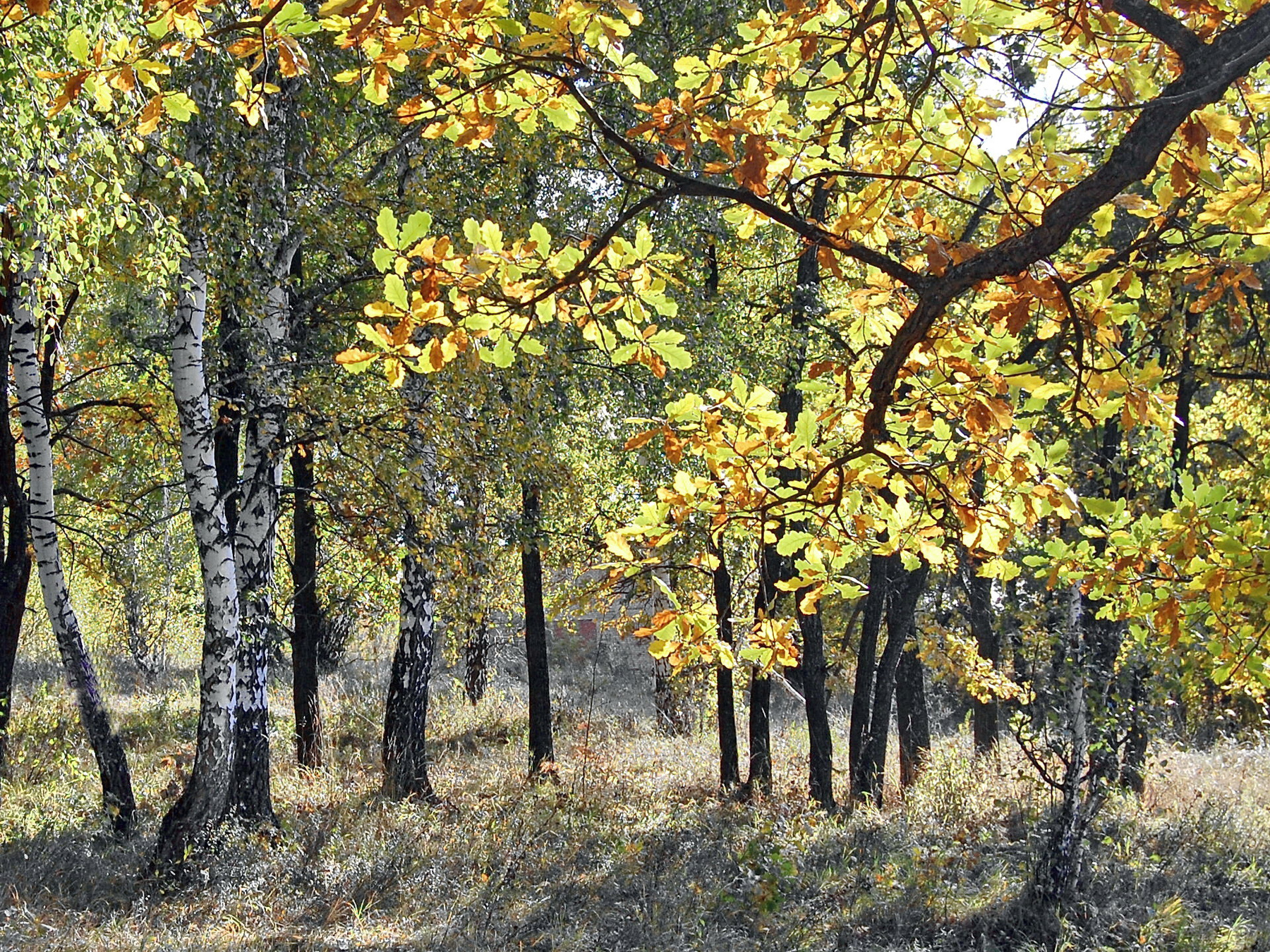  осеннее 