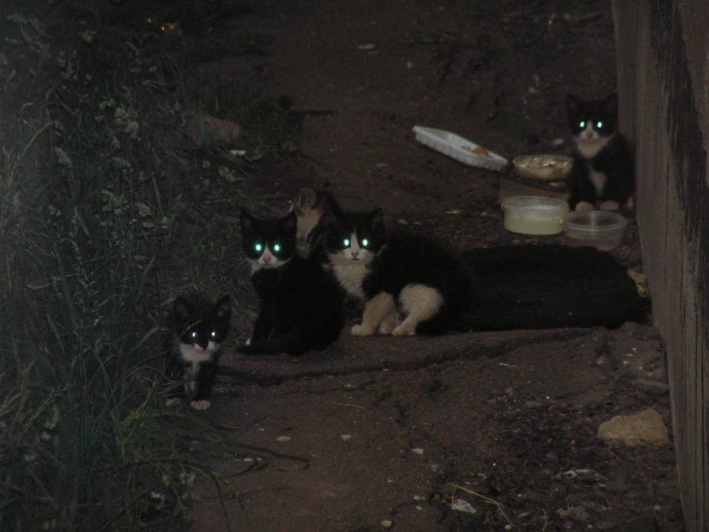 Кошки-мышки 2 