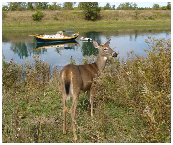 с мечтой о море Parc Boucherville, Quebec, Canada