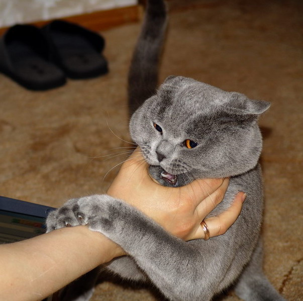 Ярость ярость кот кошка кошки британцы драка