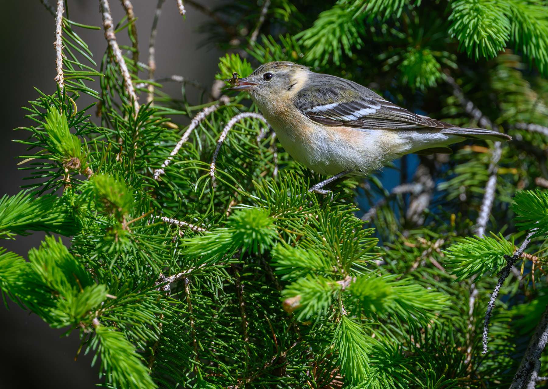 Bay-breasted Warbler (Breeding Female) 