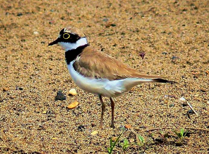 Зуек малый (Charadrius dubius) кулик