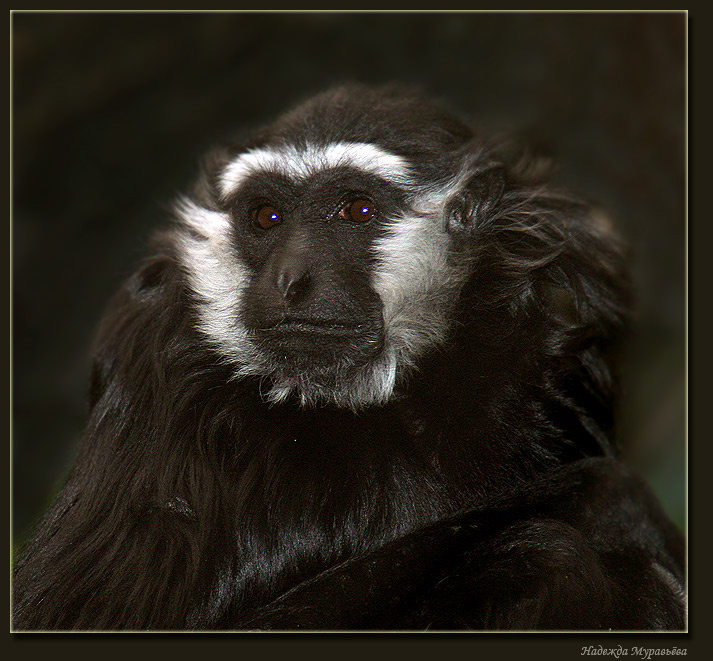 *Нет, я - не Пушкин. Я другой.* Восточный колобус Colobus guereza