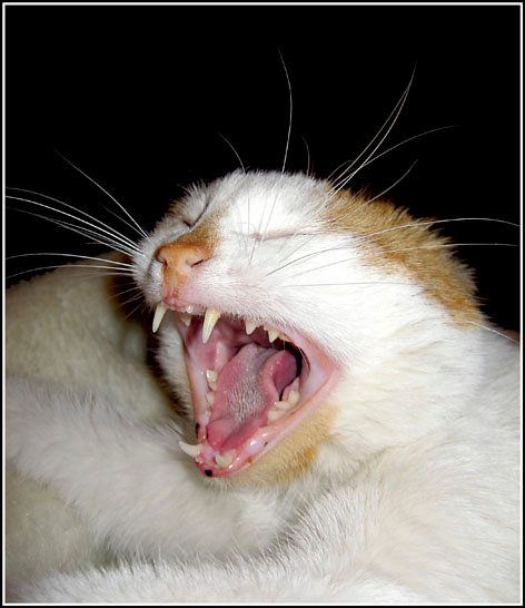 эпотажный котик 