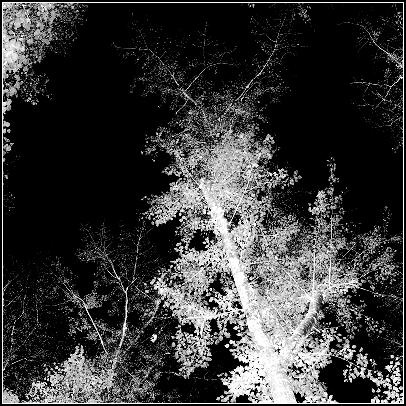 blacky woods 