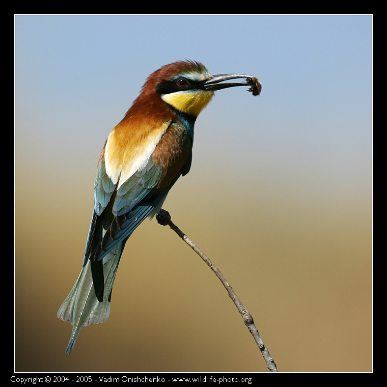 Пожиратель пчёл  - Щурка золотистая - Merops apiaster 